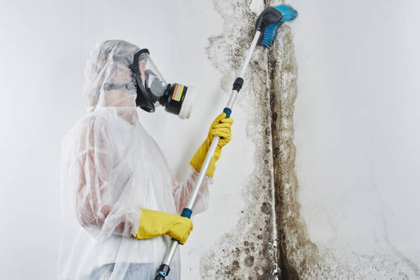 Mold Removal Process in Mineral Point, WI